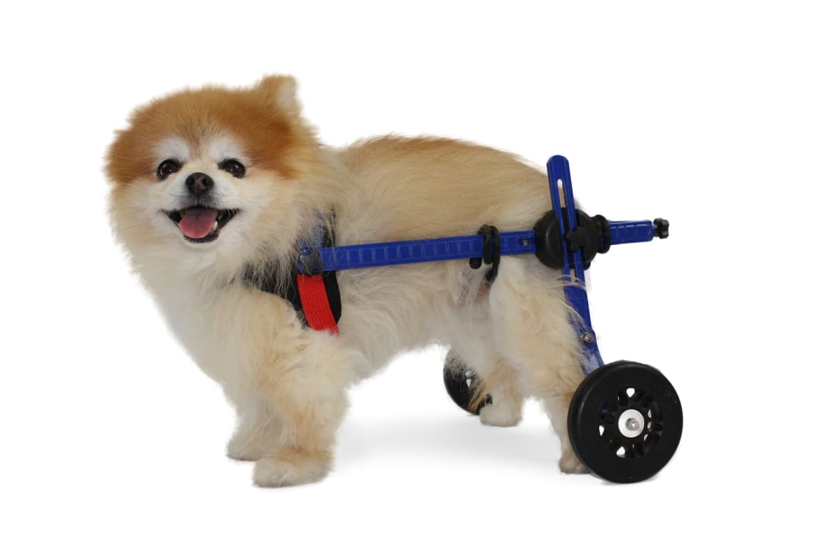 Silla de ruedas Mini, Walkin Pets3