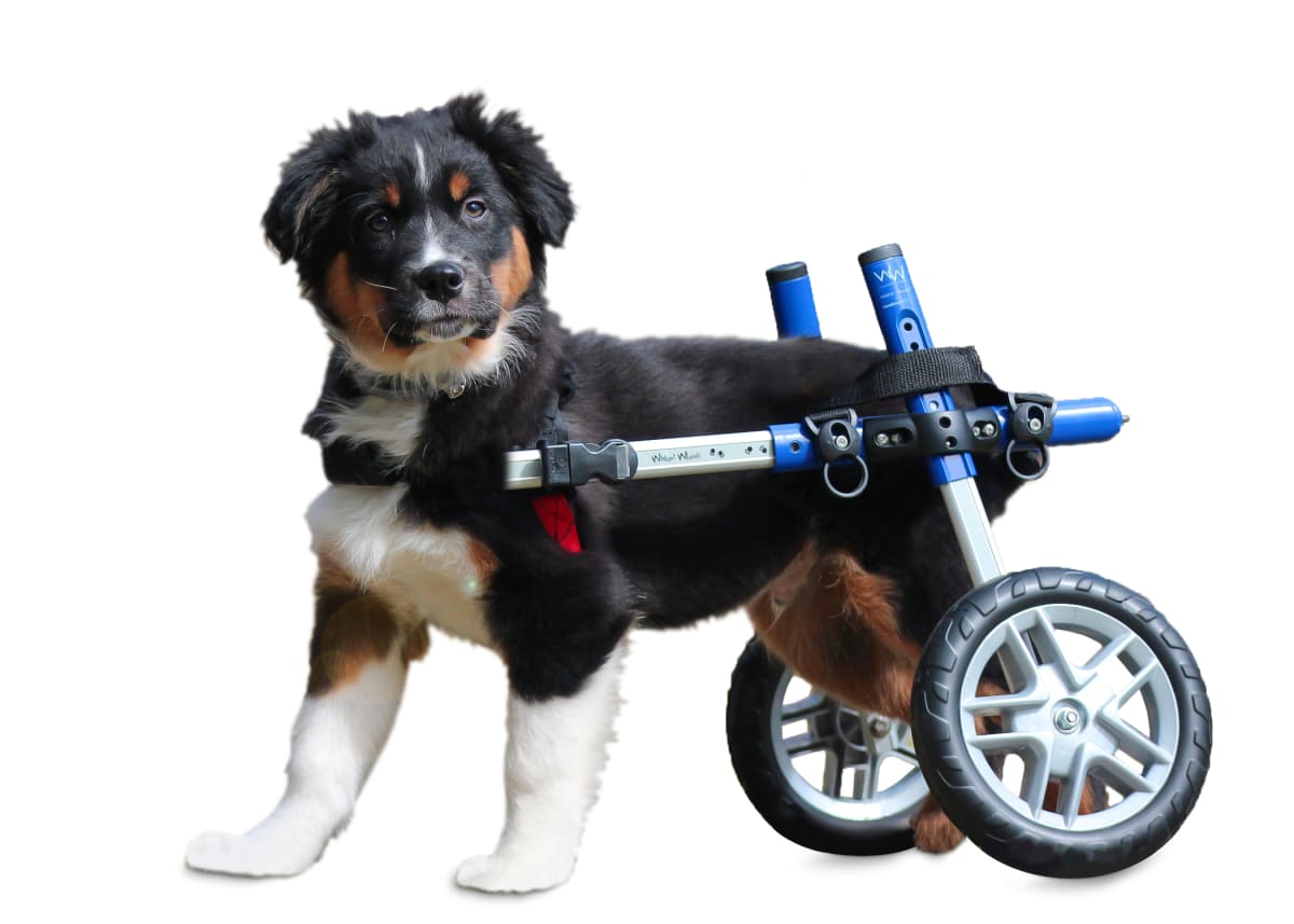 Silla de ruedas Small, Walkin Pets13