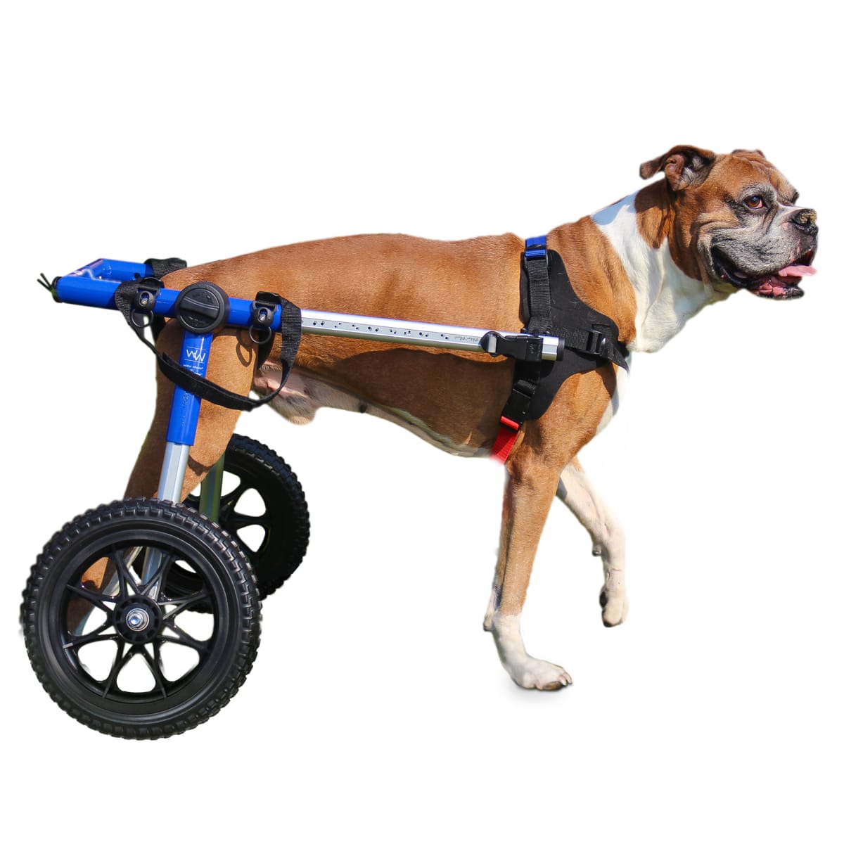 Silla de ruedas Medium, Walkin Pets9