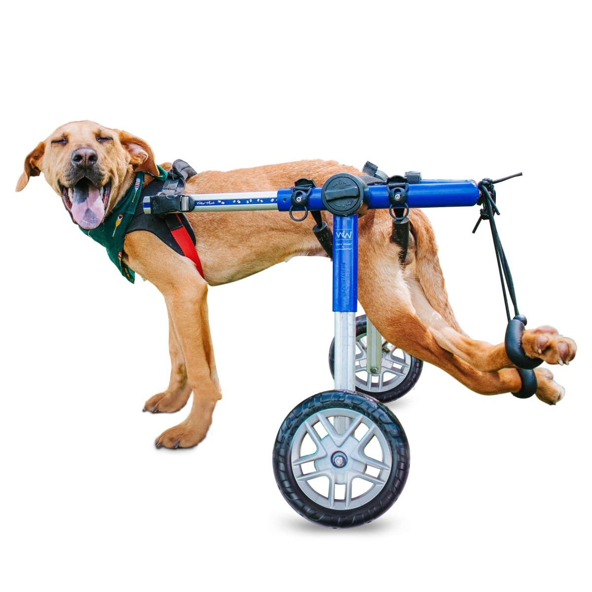 Silla de ruedas Medium, Walkin Pets5
