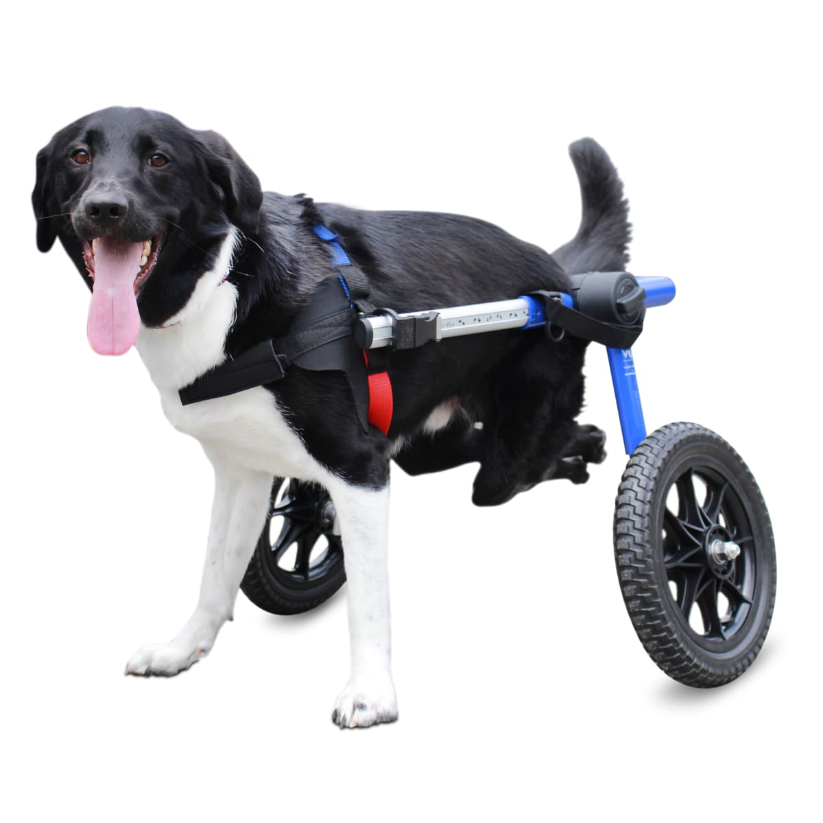 Silla de ruedas Medium, Walkin Pets8