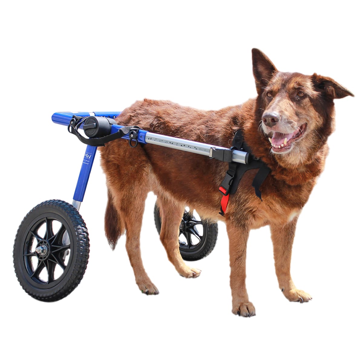 Silla de ruedas Large, Walkin Pets3