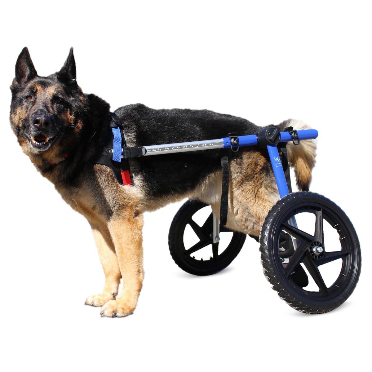 Silla de ruedas Large, Walkin Pets5