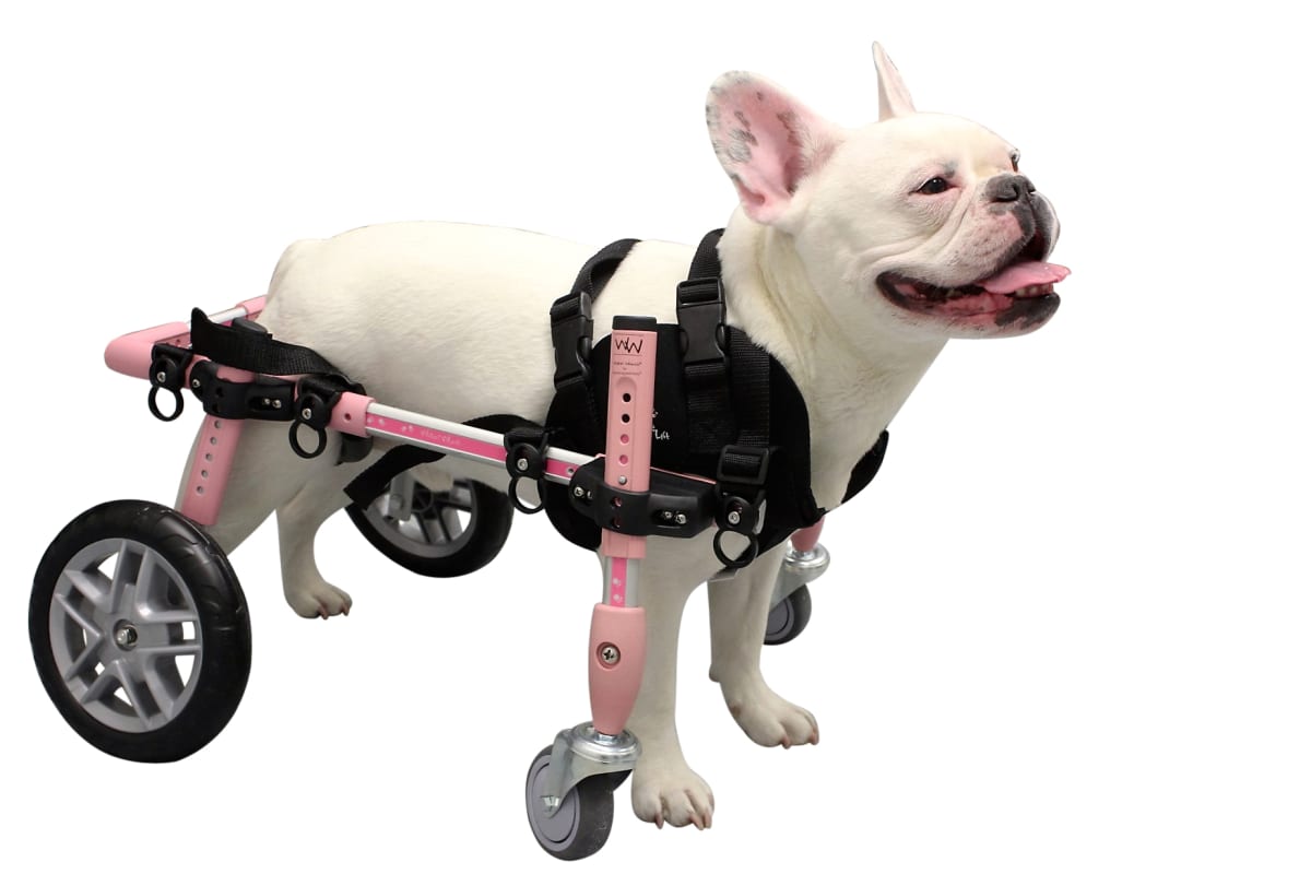 Arnes de neopreno delantero Walkin pets3