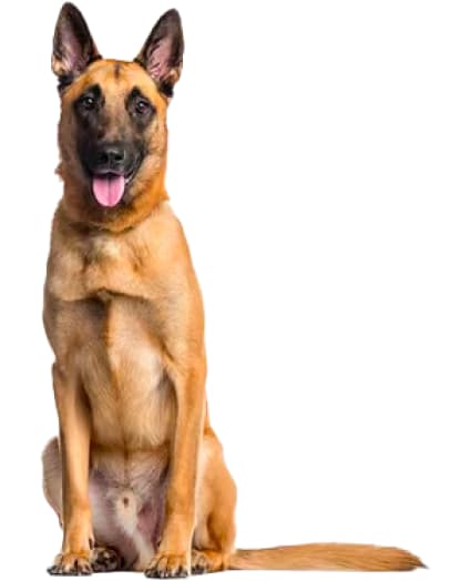 Baño perro super gigante pelo corto (desde 35 kg)5