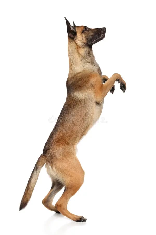 Baño perro super gigante pelo corto (desde 35 kg)6