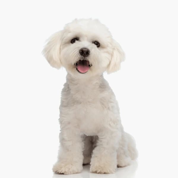 Baño + Corte perro pequeño (hasta 12 kg)5
