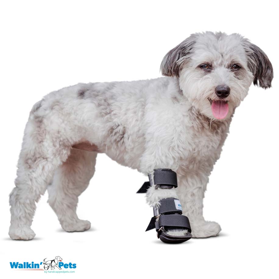 Férula delantera Walkin Pets6