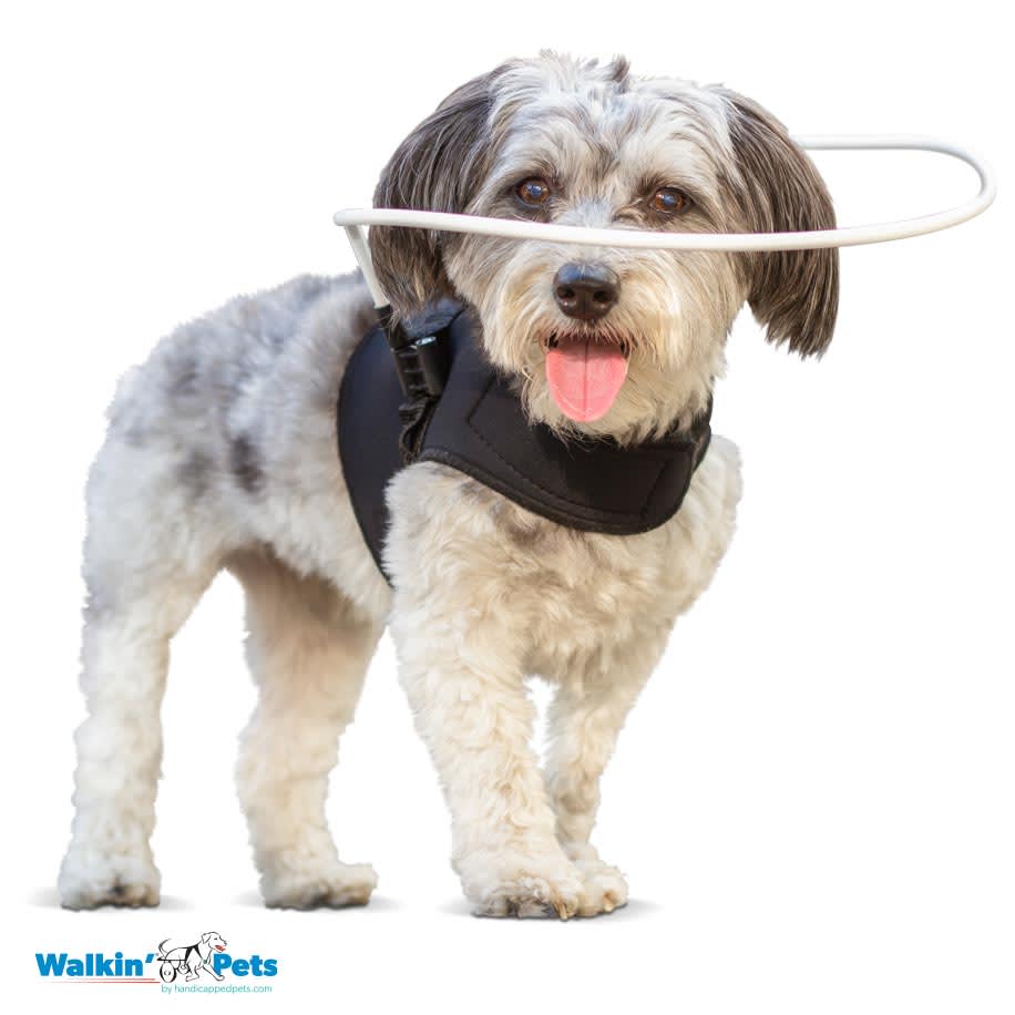Arnes con Halo para ciegos Walkin Pets1