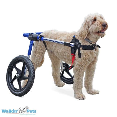 Silla de ruedas Medium/Large, Walkin Pets1