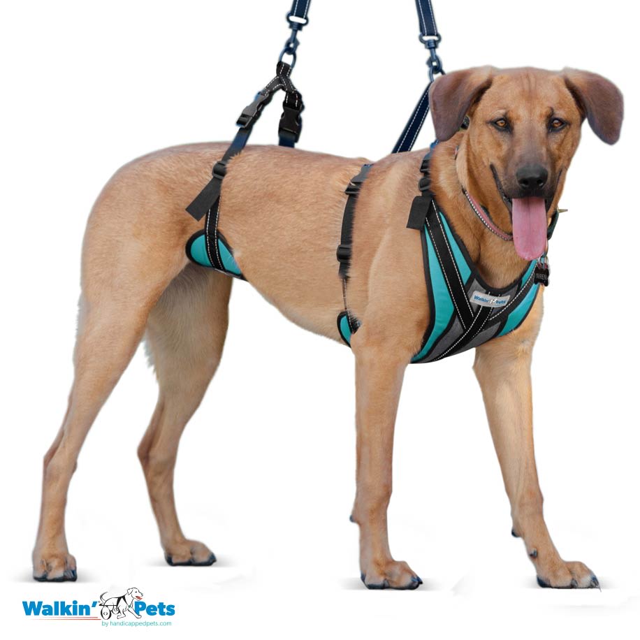 Arnes de soporte Lift-n-Step Walkin pets5