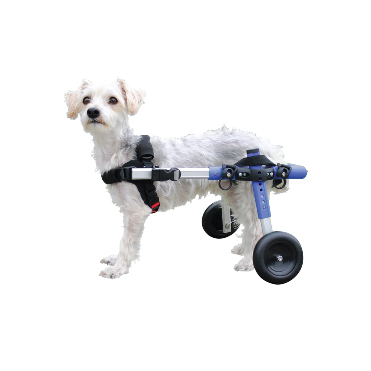 Silla de ruedas Mini, Walkin Pets5