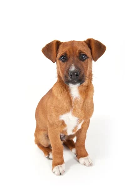 Baño perro mediano pelo corto (de 12 a 22 kg)2