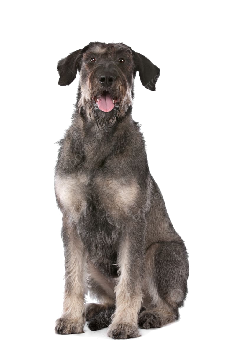 Baño + Corte gigante pelo corto (desde 22 kg)1