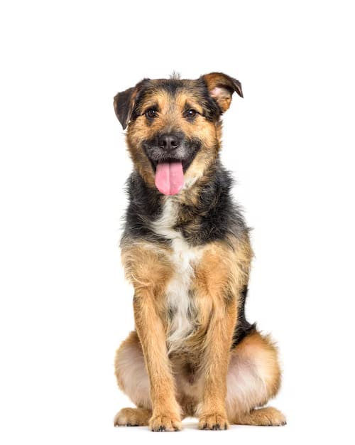 Baño más Corte sanitario mediano/grande (de 12 a 22 kg)2