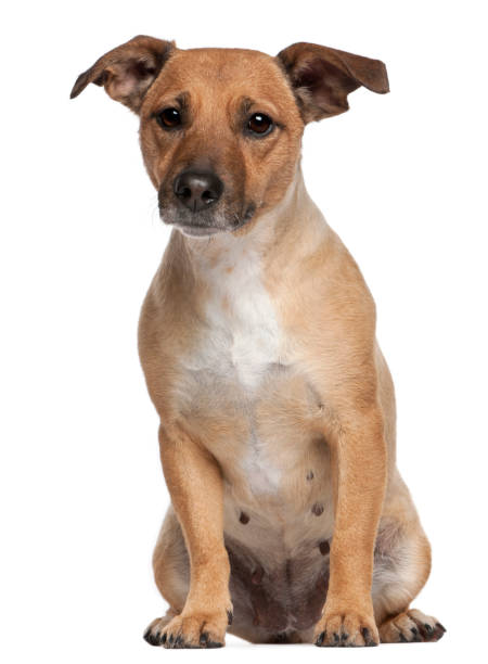 Baño perro mediano pelo corto (de 12 a 22 kg)3