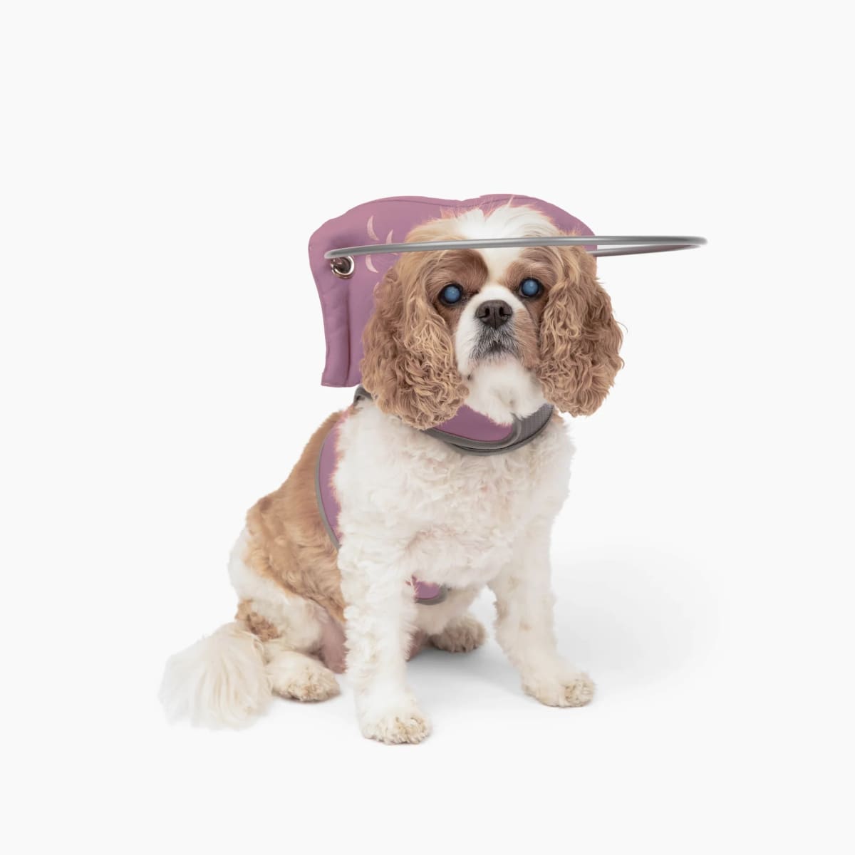 Halo para perro Ciego Muffin's2