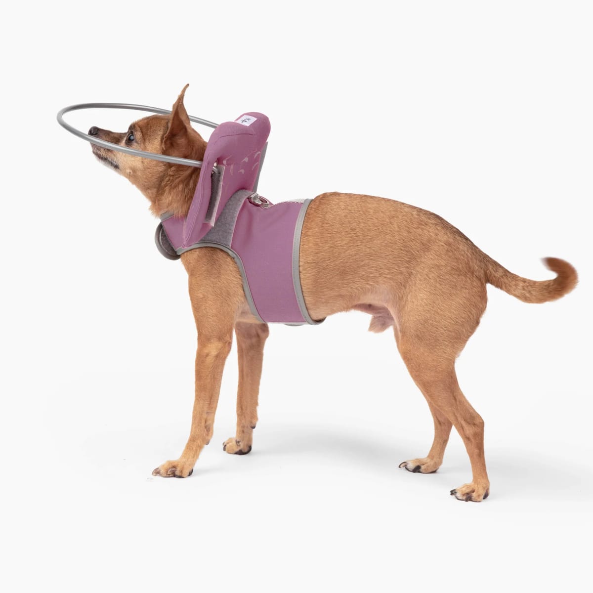 Halo para perro Ciego Muffin's3