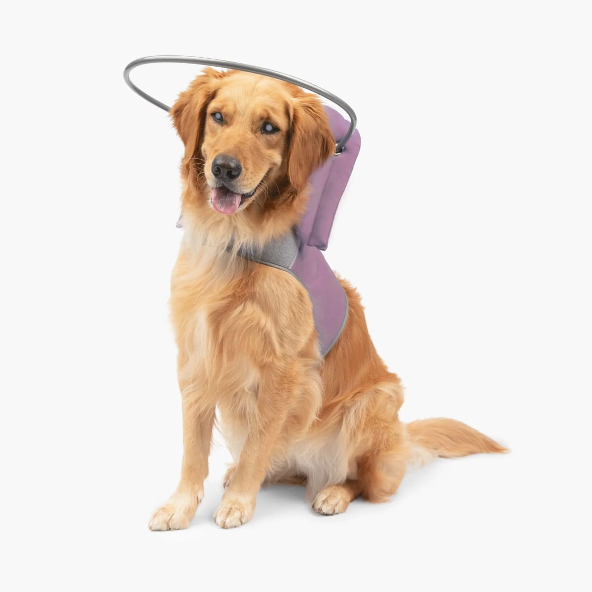 Halo para perro Ciego Muffin's4