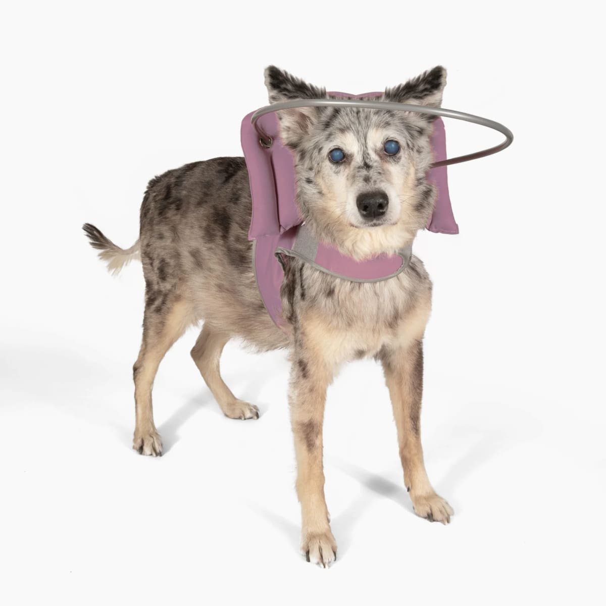 Halo para perro Ciego Muffin's5