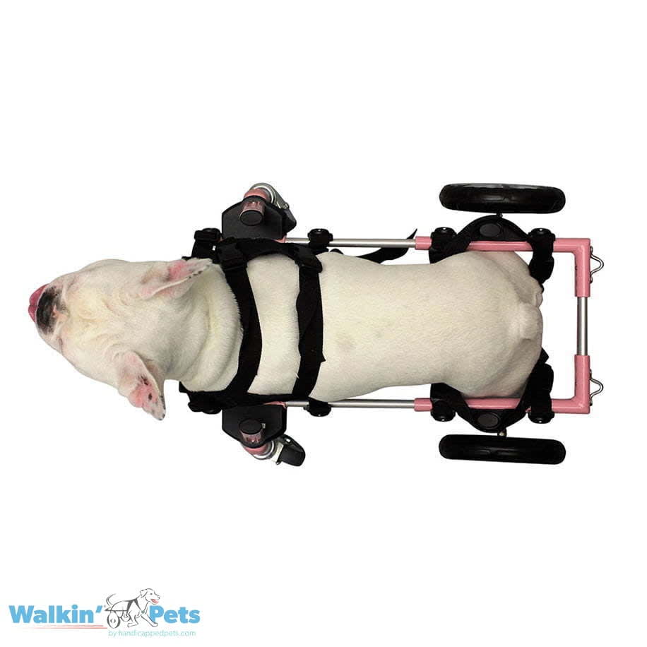 Arnes de neopreno delantero Walkin pets4