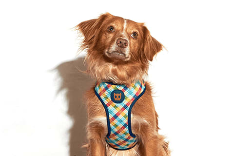 Zeedog AirMesh Harness Phantom2