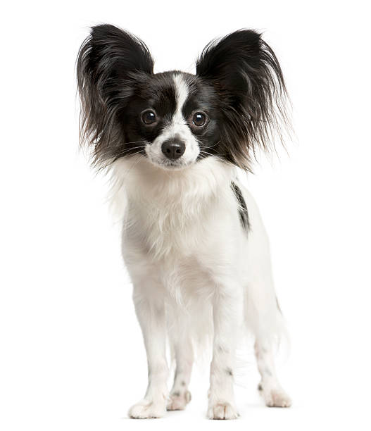 Deslanado pequeño (hasta 12 kg)2