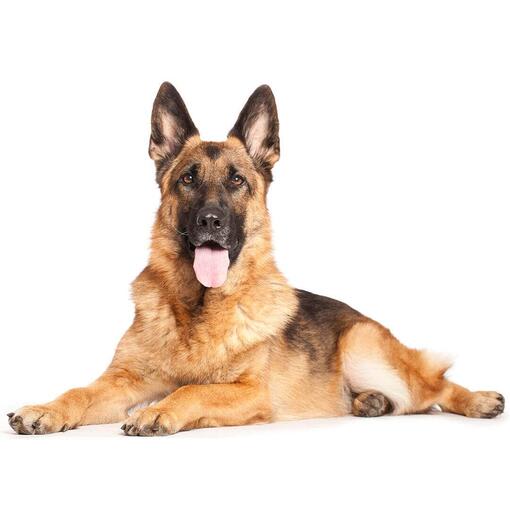 Baño perro super gigante pelo largo (desde 35 kg)5