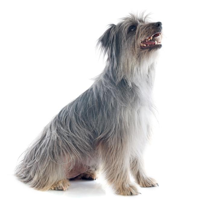 Baño perro mediano pelo largo (desde 12 a 22 kg)2