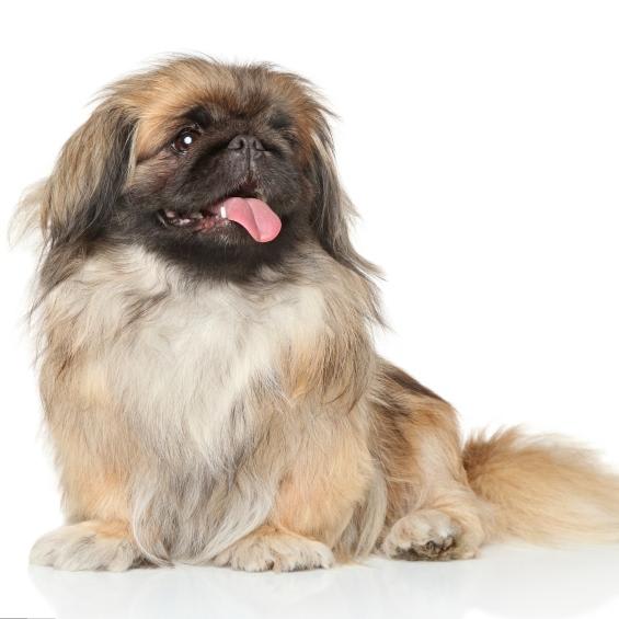 Deslanado pequeño (hasta 12 kg)3