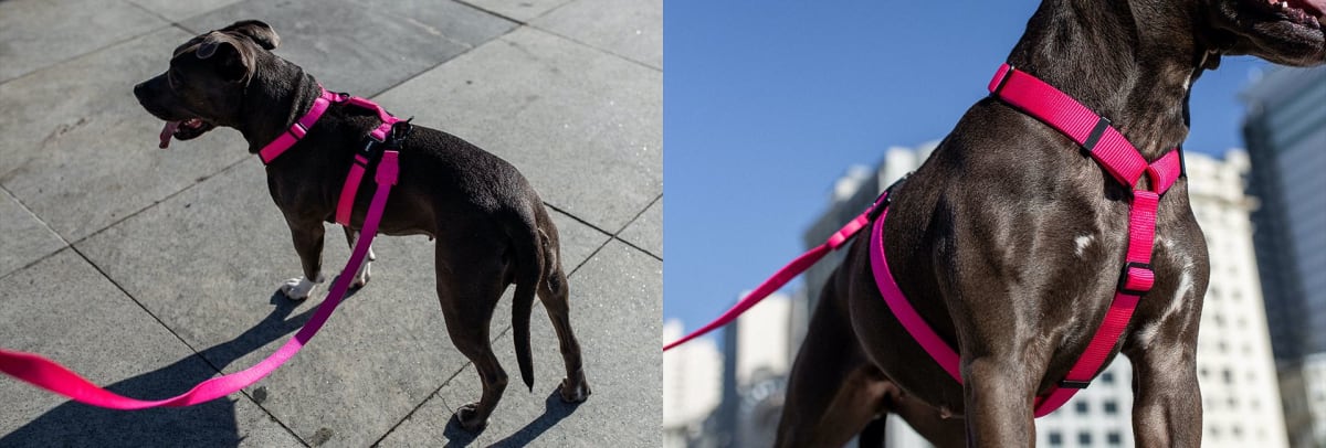 Zeedog H Harness Pink Led3