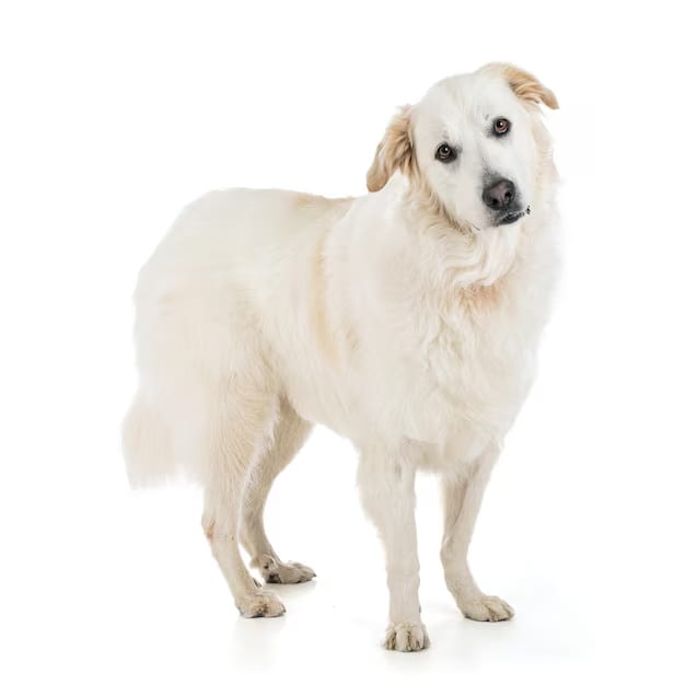 Baño perro super gigante pelo largo (desde 35 kg)1