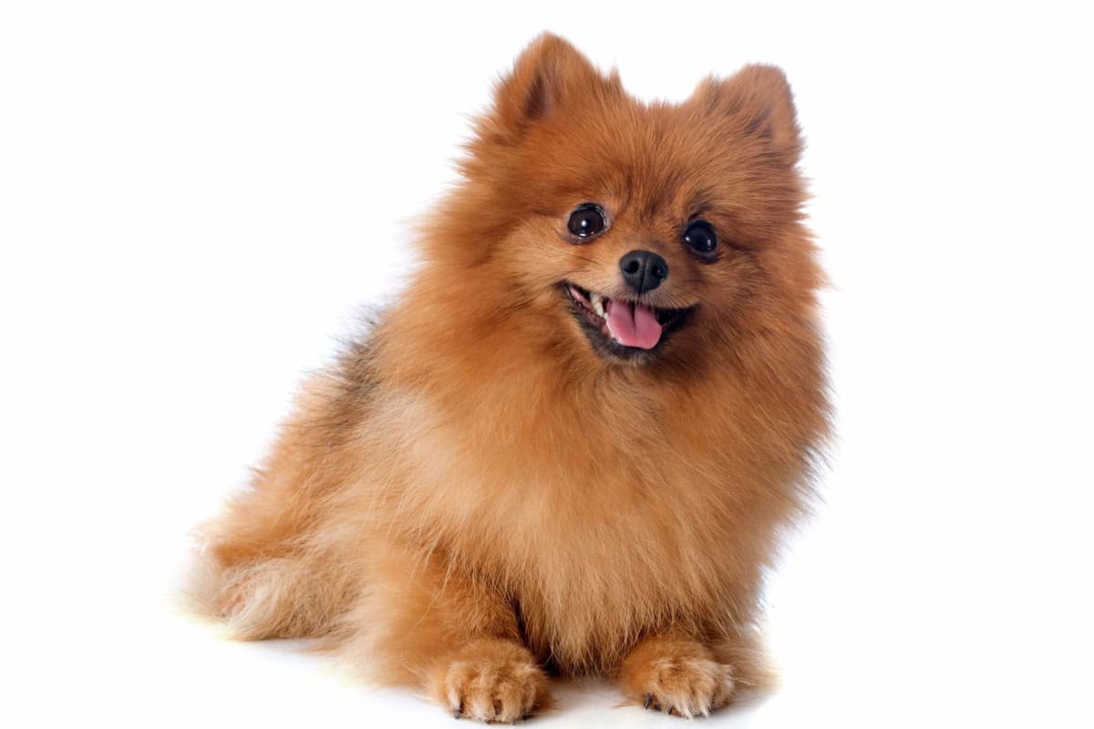 Baño perro pequeño (hasta 12 kg)5