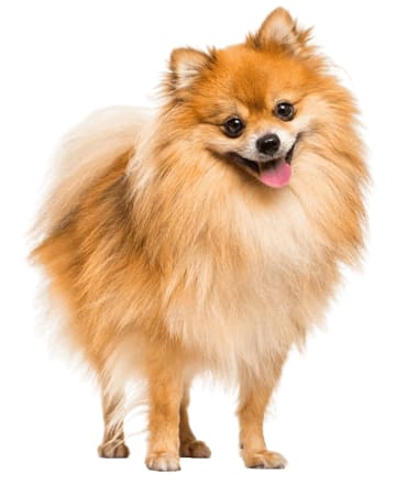 Deslanado pequeño (hasta 12 kg)5