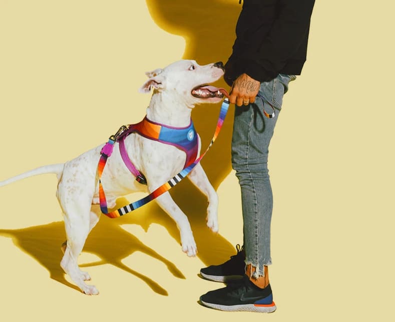 Zeedog AirMesh Harness Prisma3