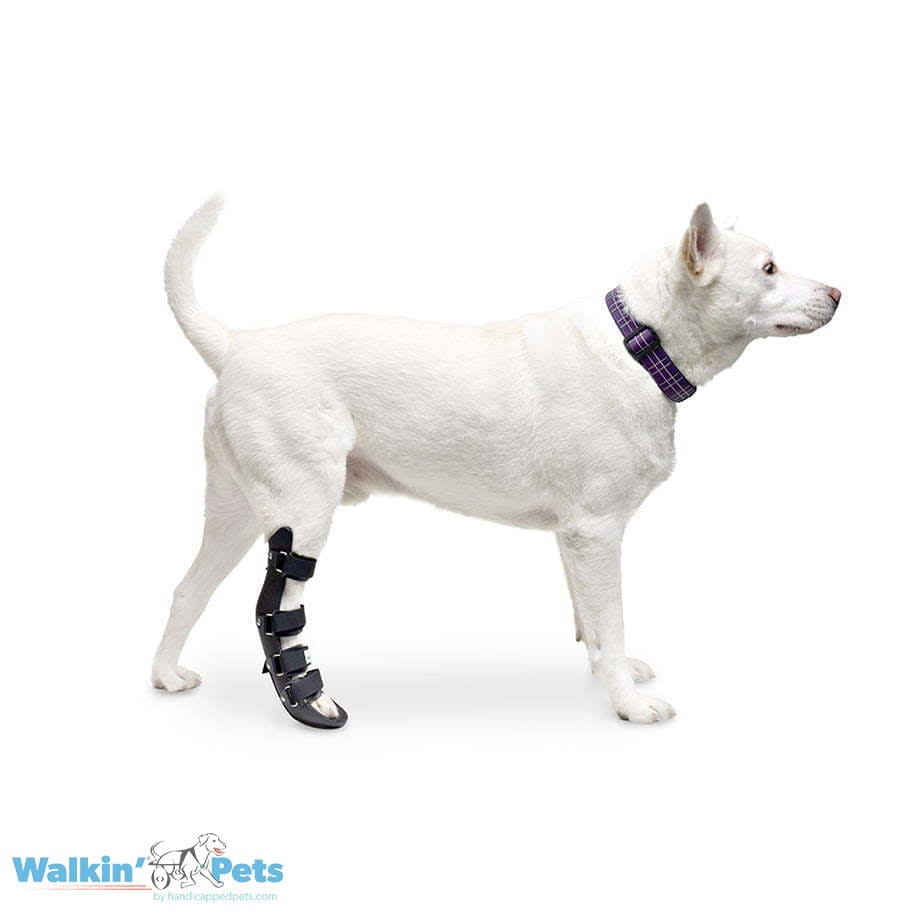 Férula trasera Walkin Pets1