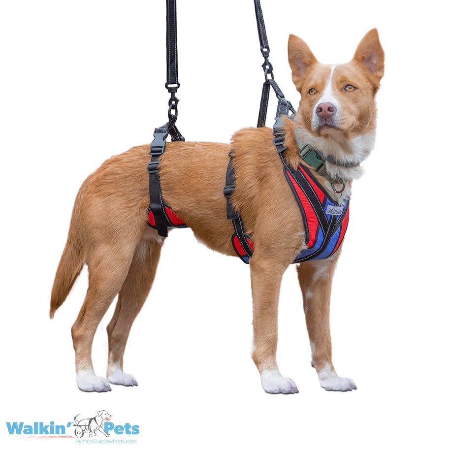 Arnes de soporte Lift-n-Step Walkin pets1