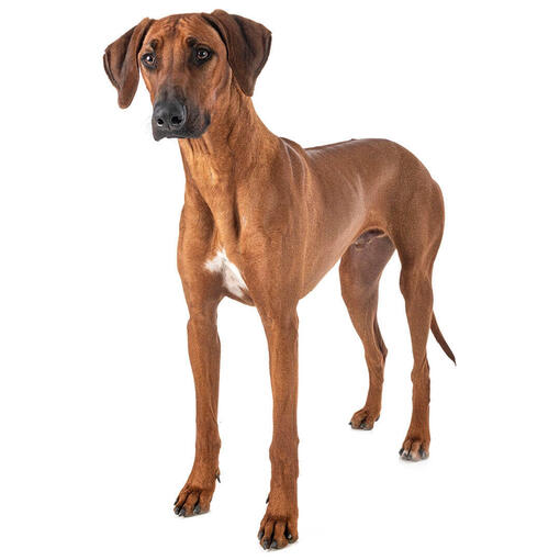 Baño perro super gigante pelo corto (desde 35 kg)3