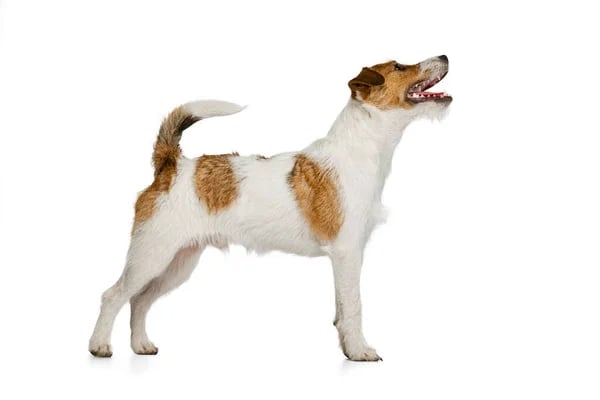 Baño + Corte perro pequeño (hasta 12 kg)6
