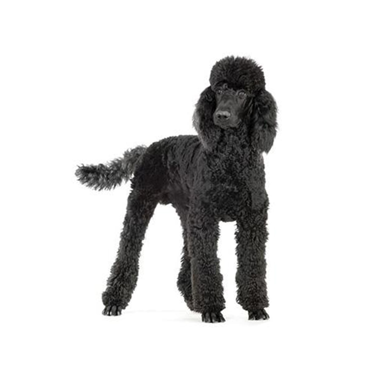 Baño más Corte sanitario gigante pelo largo (desde a 35 kg)2