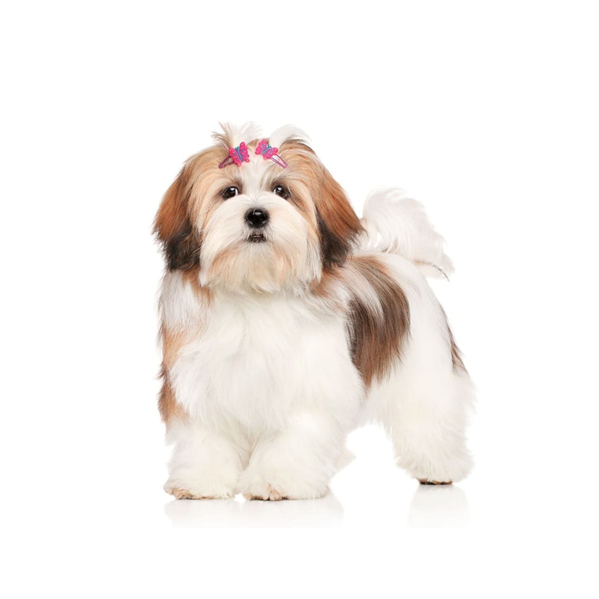 Baño más Corte sanitario pequeño (hasta 12 kg)1