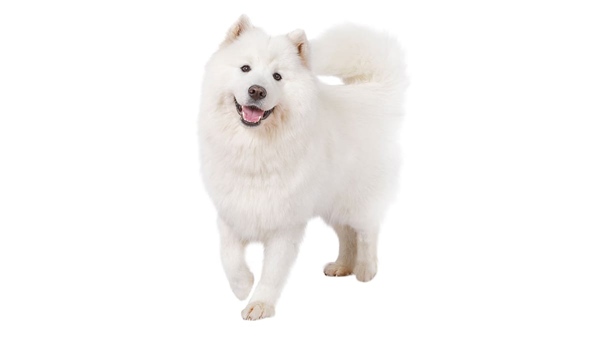 Baño + Corte  gigante pelo largo (22 a 35 kg)3