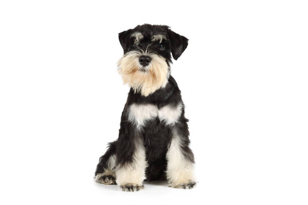 Baño + Corte perro pequeño (hasta 12 kg)7