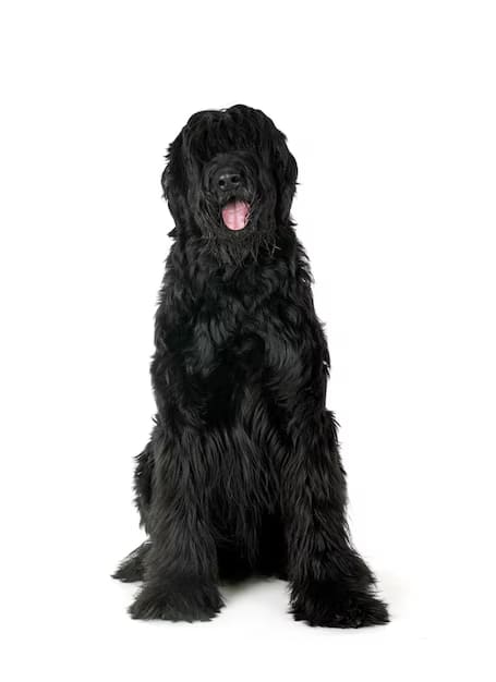 Baño + Corte perro pequeño (hasta 12 kg)8