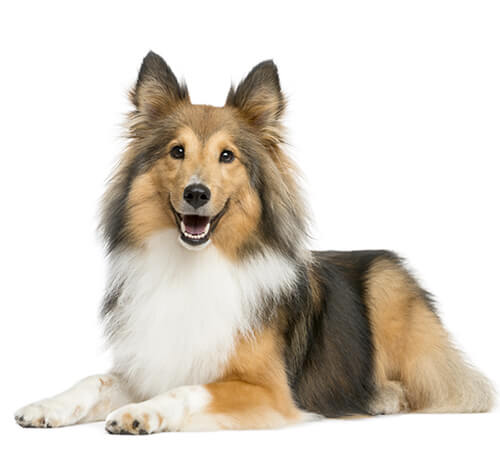 Baño perro mediano pelo largo (desde 12 a 22 kg)4