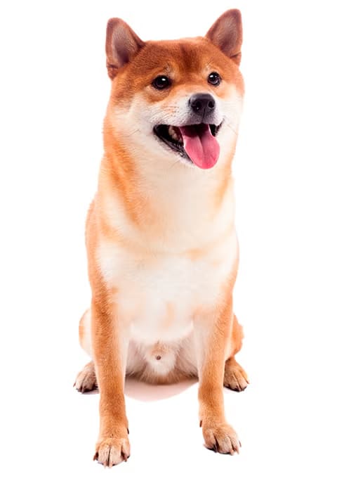 Baño perro mediano pelo largo (desde 12 a 22 kg)5