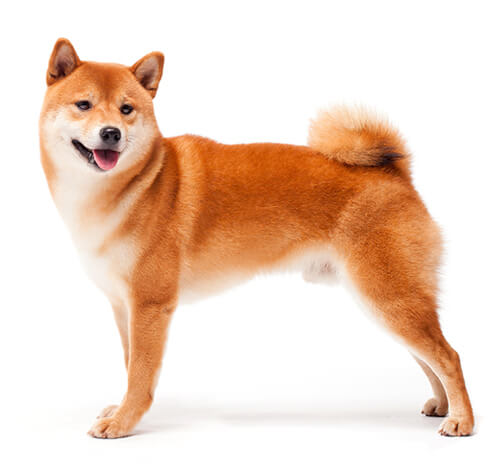 Deslanado mediano/grande (de 12 a 22 kg)1