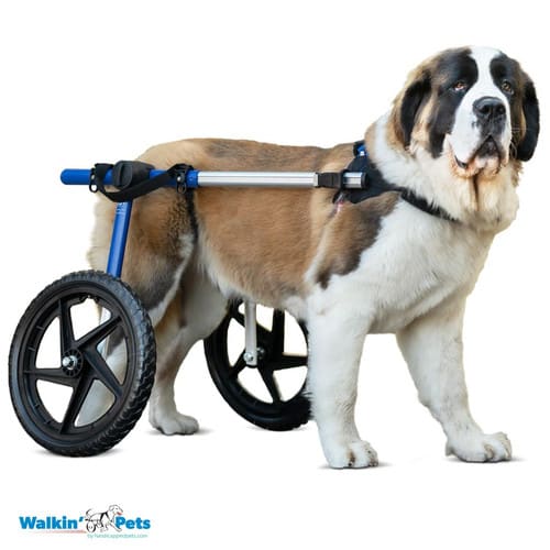 Silla de ruedas Large, Walkin Pets1