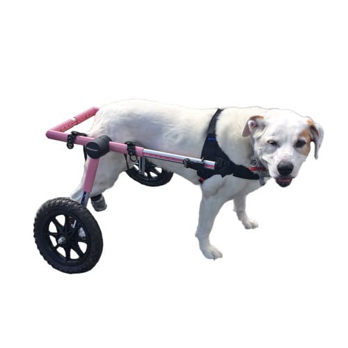 Silla de ruedas Medium, Walkin Pets2