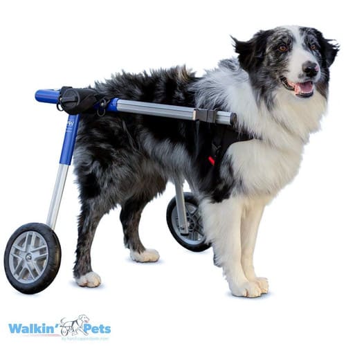 Silla de ruedas Medium, Walkin Pets1